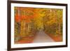 Autumn Colours in Beech Trees on the Road to Turkdean in the Cotwolds, Gloucestershire, England, UK-Julian Elliott-Framed Photographic Print