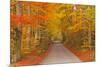 Autumn Colours in Beech Trees on the Road to Turkdean in the Cotwolds, Gloucestershire, England, UK-Julian Elliott-Mounted Photographic Print