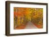 Autumn Colours in Beech Trees on the Road to Turkdean in the Cotwolds, Gloucestershire, England, UK-Julian Elliott-Framed Photographic Print