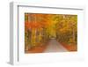 Autumn Colours in Beech Trees on the Road to Turkdean in the Cotwolds, Gloucestershire, England, UK-Julian Elliott-Framed Photographic Print