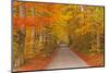 Autumn Colours in Beech Trees on the Road to Turkdean in the Cotwolds, Gloucestershire, England, UK-Julian Elliott-Mounted Photographic Print