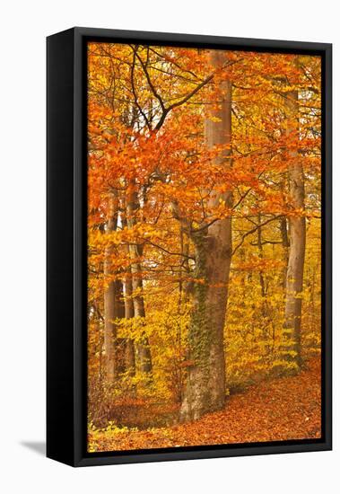 Autumn Colours in the Beech Trees Near to Turkdean in the Cotwolds, Gloucestershire, England, UK-Julian Elliott-Framed Stretched Canvas