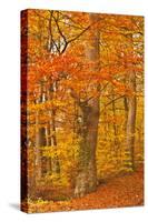 Autumn Colours in the Beech Trees Near to Turkdean in the Cotwolds, Gloucestershire, England, UK-Julian Elliott-Stretched Canvas