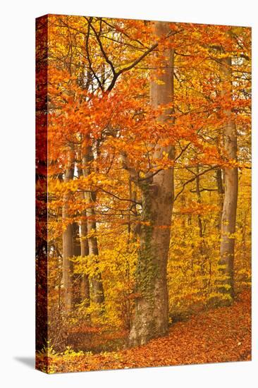 Autumn Colours in the Beech Trees Near to Turkdean in the Cotwolds, Gloucestershire, England, UK-Julian Elliott-Stretched Canvas