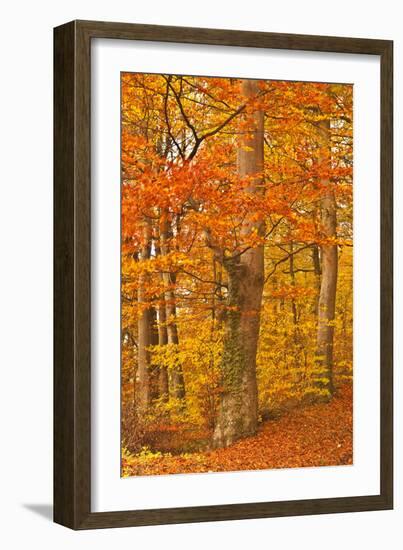 Autumn Colours in the Beech Trees Near to Turkdean in the Cotwolds, Gloucestershire, England, UK-Julian Elliott-Framed Photographic Print