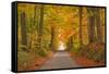 Autumn Colours in the Beech Trees on the Road to Turkdean in the Cotwolds-Julian Elliott-Framed Stretched Canvas