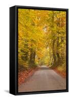 Autumn Colours in the Beech Trees on the Road to Turkdean in the Cotwolds-Julian Elliott-Framed Stretched Canvas