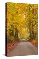 Autumn Colours in the Beech Trees on the Road to Turkdean in the Cotwolds-Julian Elliott-Stretched Canvas
