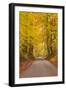 Autumn Colours in the Beech Trees on the Road to Turkdean in the Cotwolds-Julian Elliott-Framed Photographic Print