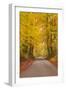 Autumn Colours in the Beech Trees on the Road to Turkdean in the Cotwolds-Julian Elliott-Framed Photographic Print