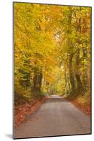 Autumn Colours in the Beech Trees on the Road to Turkdean in the Cotwolds-Julian Elliott-Mounted Photographic Print