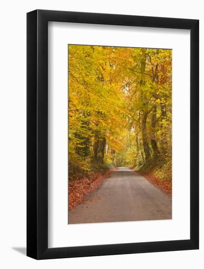 Autumn Colours in the Beech Trees on the Road to Turkdean in the Cotwolds-Julian Elliott-Framed Photographic Print