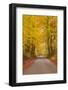 Autumn Colours in the Beech Trees on the Road to Turkdean in the Cotwolds-Julian Elliott-Framed Photographic Print