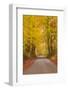 Autumn Colours in the Beech Trees on the Road to Turkdean in the Cotwolds-Julian Elliott-Framed Photographic Print