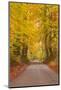 Autumn Colours in the Beech Trees on the Road to Turkdean in the Cotwolds-Julian Elliott-Mounted Photographic Print