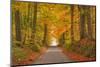 Autumn Colours in the Beech Trees on the Road to Turkdean in the Cotwolds-Julian Elliott-Mounted Photographic Print