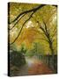 Autumn Colours Near Grasmere, Lake District National Park, Cumbria, England, UK-Roy Rainford-Stretched Canvas