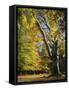 Autumn Colours, New Forest, Hampshire, England, UK-Roy Rainford-Framed Stretched Canvas