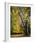 Autumn Colours, New Forest, Hampshire, England, UK-Roy Rainford-Framed Photographic Print