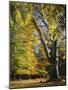 Autumn Colours, New Forest, Hampshire, England, UK-Roy Rainford-Mounted Photographic Print