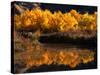 Autumn Colours of Drumheller Valley in Alberta, Drumheller Valley, Canada-Mark Newman-Stretched Canvas