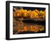 Autumn Colours of Drumheller Valley in Alberta, Drumheller Valley, Canada-Mark Newman-Framed Photographic Print