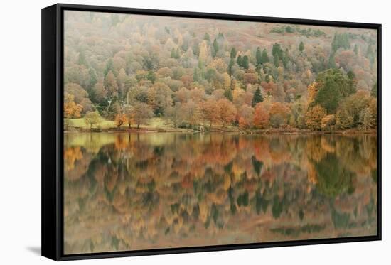 Autumn Colours Reflected in Grasmere Lake in the Lake District National Park-Julian Elliott-Framed Stretched Canvas