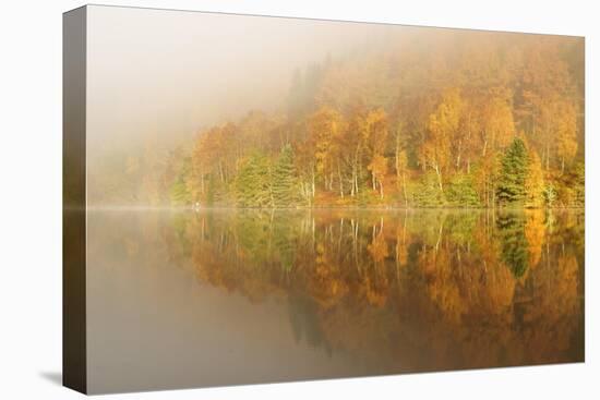 Autumn Colours Showing on the Wooded Banks of Loch Tummel-Stephen Taylor-Stretched Canvas