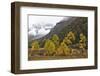 Autumn colours, snow covered mountains, Baima Snow Mountain Nature reserve, Yunnan, China-Staffan Widstrand/Wild Wonders of China-Framed Photographic Print