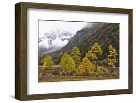 Autumn colours, snow covered mountains, Baima Snow Mountain Nature reserve, Yunnan, China-Staffan Widstrand/Wild Wonders of China-Framed Photographic Print