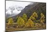 Autumn colours, snow covered mountains, Baima Snow Mountain Nature reserve, Yunnan, China-Staffan Widstrand/Wild Wonders of China-Mounted Photographic Print