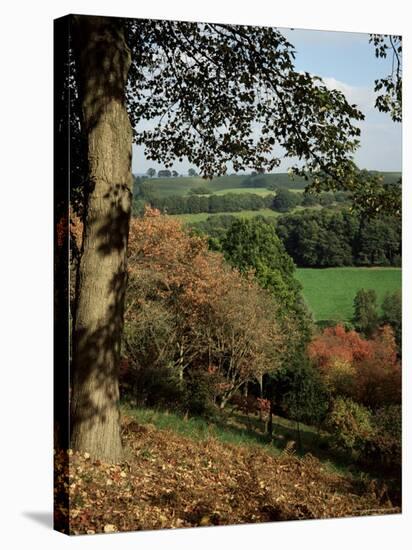 Autumn Colours, Winkworth Arboretum, Surrey, England, United Kingdom-David Hunter-Stretched Canvas