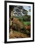 Autumn Colours, Winkworth Arboretum, Surrey, England, United Kingdom-David Hunter-Framed Photographic Print