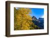 Autumn cottonwood and Mount Oberlin in Glacier National Park, Montana, USA-Chuck Haney-Framed Photographic Print