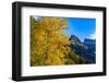 Autumn cottonwood and Mount Oberlin in Glacier National Park, Montana, USA-Chuck Haney-Framed Photographic Print