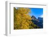 Autumn cottonwood and Mount Oberlin in Glacier National Park, Montana, USA-Chuck Haney-Framed Photographic Print