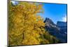 Autumn cottonwood and Mount Oberlin in Glacier National Park, Montana, USA-Chuck Haney-Mounted Photographic Print