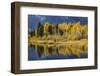 Autumn cottonwood trees reflecting on beaver pond, Schwabacher Landing, Grand Teton NP, WY-Adam Jones-Framed Photographic Print