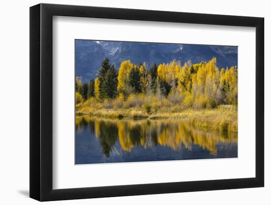 Autumn cottonwood trees reflecting on beaver pond, Schwabacher Landing, Grand Teton NP, WY-Adam Jones-Framed Photographic Print