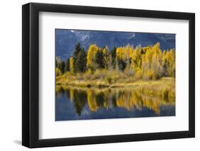 Autumn cottonwood trees reflecting on beaver pond, Schwabacher Landing, Grand Teton NP, WY-Adam Jones-Framed Photographic Print