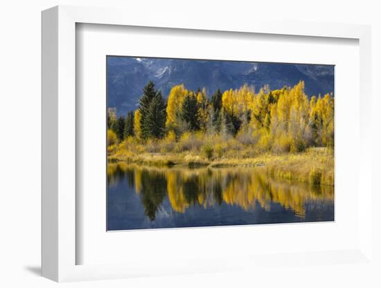 Autumn cottonwood trees reflecting on beaver pond, Schwabacher Landing, Grand Teton NP, WY-Adam Jones-Framed Photographic Print