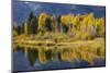 Autumn cottonwood trees reflecting on beaver pond, Schwabacher Landing, Grand Teton NP, WY-Adam Jones-Mounted Photographic Print