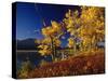 Autumn Cottonwoods, St. Mary Lake, Glacier National Park, Montana, USA-Chuck Haney-Stretched Canvas