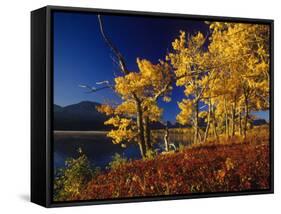 Autumn Cottonwoods, St. Mary Lake, Glacier National Park, Montana, USA-Chuck Haney-Framed Stretched Canvas