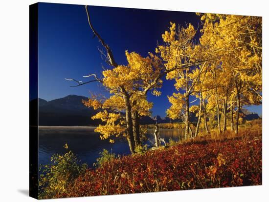 Autumn Cottonwoods, St. Mary Lake, Glacier National Park, Montana, USA-Chuck Haney-Stretched Canvas