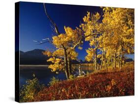 Autumn Cottonwoods, St. Mary Lake, Glacier National Park, Montana, USA-Chuck Haney-Stretched Canvas