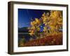 Autumn Cottonwoods, St. Mary Lake, Glacier National Park, Montana, USA-Chuck Haney-Framed Photographic Print