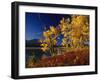 Autumn Cottonwoods, St. Mary Lake, Glacier National Park, Montana, USA-Chuck Haney-Framed Photographic Print