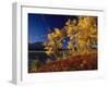 Autumn Cottonwoods, St. Mary Lake, Glacier National Park, Montana, USA-Chuck Haney-Framed Photographic Print