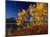 Autumn Cottonwoods, St. Mary Lake, Glacier National Park, Montana, USA-Chuck Haney-Mounted Photographic Print